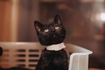 92762A Tamale -  Domestic Short Hair Cat for Adoption in North Charleston, South Carolina - 92762A Tamale | PetCurious