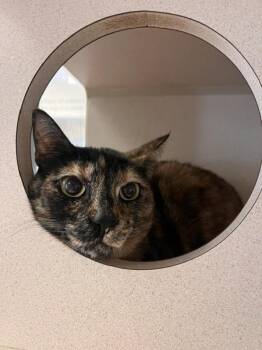 Lucy -  Domestic Short Hair Cat for Adoption in Salinas, California - Lucy | PetCurious
