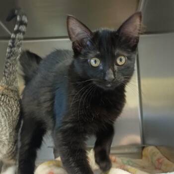 Lion -  Domestic Short Hair Cat for Adoption in Galveston, Texas - Lion | PetCurious