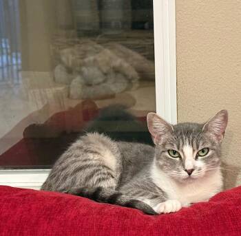 Rescue Domestic Short Hair Cats for Adoption in Camarillo, California - Abigail | PetCurious