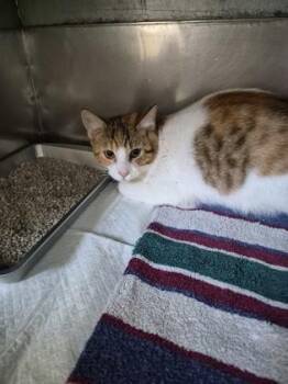 Domestic Short Hair and Bengal Cats Available for Adoption in Simcoe, Ontario - Cali | PetCurious