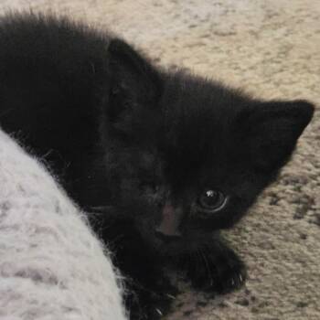 Kodiak* -  Domestic Short Hair Cat for Adoption in San Gabriel, California - Kodiak* | PetCurious