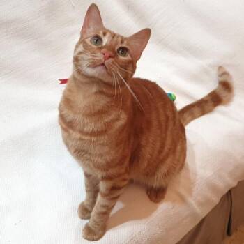 Egyptian Mau Cats Available for Adoption - Mama Mia Zalabya (Major Mushball) | PetCurious