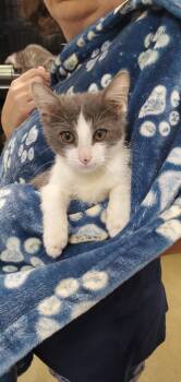 Squid -  Domestic Short Hair Cat for Adoption in Denham Springs, Louisiana - Squid | PetCurious