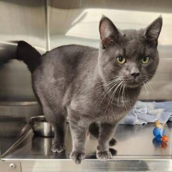 Rescue Domestic Short Hair Cats for Adoption in Butte, Montana - Gavin | PetCurious