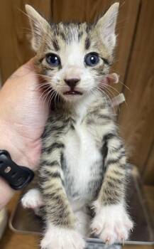 Kitten 27725 (Sherman) -  Tabby Cat for Adoption in Parlier, California - Kitten 27725 (Sherman) | PetCurious