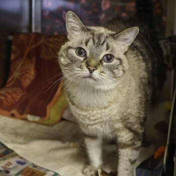 Rescue Siamese and Domestic Short Hair Cats for Adoption in Madison, Wisconsin - Maia | PetCurious