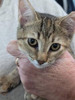 Maddie -  Domestic Short Hair Cat for Adoption in Adrian, Michigan - Maddie | PetCurious