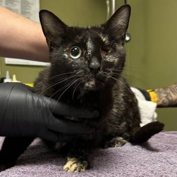 Clover -  Domestic Short Hair Cat for Adoption in Baltimore, Maryland - Clover | PetCurious