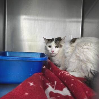 Domestic Long Hair Cats Available for Adoption - Safari | PetCurious