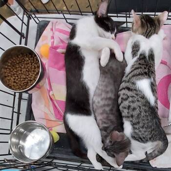 Cove -  Domestic Short Hair Cat for Adoption in Los Angeles, California - Cove | PetCurious