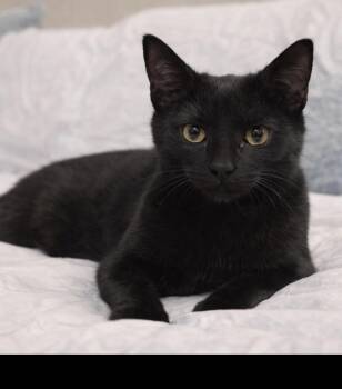Domestic Short Hair Cats Available for Adoption - Noel | PetCurious