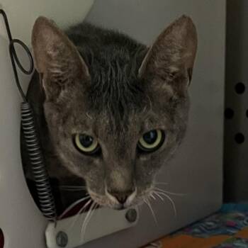 Domestic Short Hair Cats Available for Adoption in Baltimore, Maryland - Ashes | PetCurious