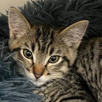 Ren -  Domestic Short Hair Cat for Adoption in Redwood City, California - Ren | PetCurious