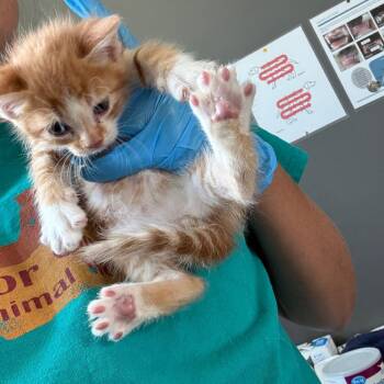 Simba -  American Shorthair Cat for Adoption in Torrey, Utah - Simba | PetCurious