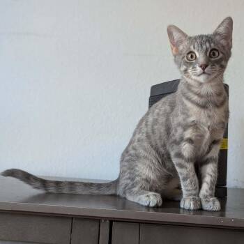Domestic Short Hair Cats Available for Adoption - Earl | PetCurious