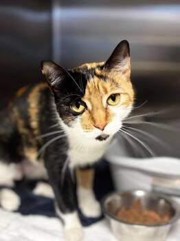 Pintica -  Domestic Short Hair Cat for Adoption in Sebastian, Florida - Pintica | PetCurious