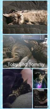 Toby And Tommy -  Domestic Short Hair Cat for Adoption in Newberg, Oregon - Toby And Tommy | PetCurious
