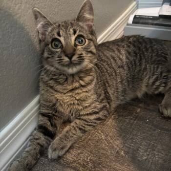 Domestic Short Hair Cats Available for Adoption - Charlie | PetCurious