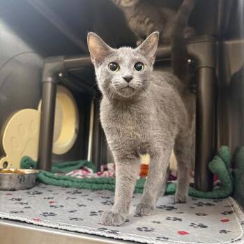Suraya -  Domestic Short Hair Cat for Adoption in Jacksboro, Tennessee - Suraya | PetCurious