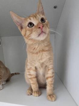 Rescue Domestic Short Hair Cats for Adoption in Hartsville, South Carolina - Cheese | PetCurious