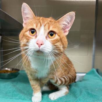 Lorax -  Domestic Medium Hair Cat for Adoption in Mooresville, North Carolina - Lorax | PetCurious