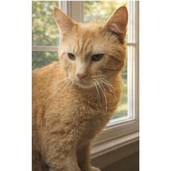 Tabby and Domestic Short Hair Cats Available for Adoption - Roman | PetCurious