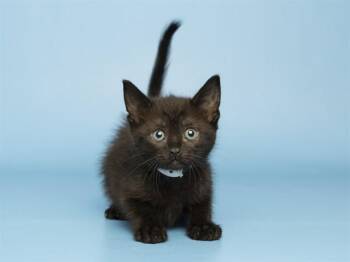 MARIE -  Domestic Short Hair Cat for Adoption in Phoenix, Arizona - MARIE | PetCurious