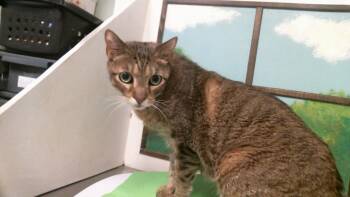 WALLY -  Domestic Short Hair Cat for Adoption in Houston, Texas - WALLY | PetCurious