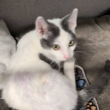 M.M. (Michael Myers) -  Domestic Short Hair Cat for Adoption in Greenville, Pennsylvania - M.M. (Michael Myers) | PetCurious
