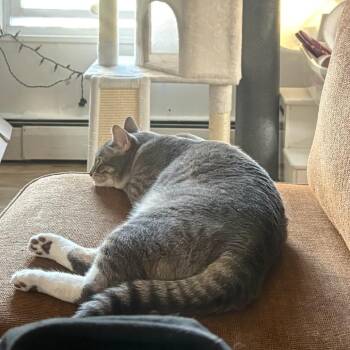 Seamus -  Domestic Short Hair Cat for Adoption in Wakefield, Massachusetts - Seamus | PetCurious