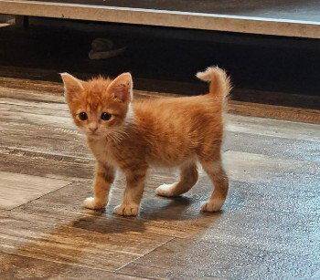 Angus -  Domestic Short Hair Cat Available for Adoption in The Woodlands, Texas - Angus | PetCurious
