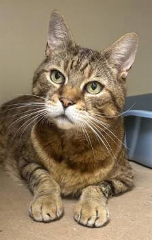 Domestic Short Hair Cats Available for Adoption in Dedham, Massachusetts - NEKO | PetCurious