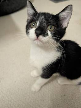 Bo Peep -  Domestic Short Hair Cat for Adoption in Richardson, Texas - Bo Peep | PetCurious