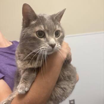 Domestic Short Hair Cats Available for Adoption in Tulsa, Oklahoma - Bendie | PetCurious