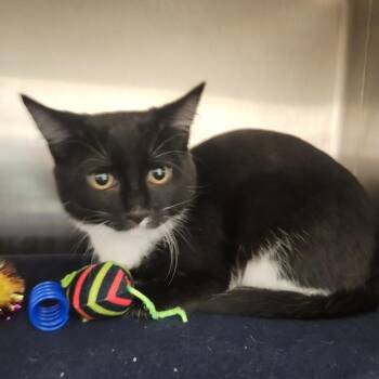 McKenzie -  Domestic Short Hair Cat for Adoption in Fort Wayne, Indiana - McKenzie | PetCurious
