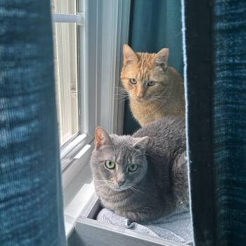 Mango & Blueberry -  Domestic Short Hair Cat for Adoption in Charlotte, North Carolina - Mango & Blueberry | PetCurious