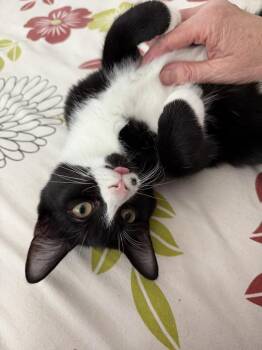 Teletubbies:  Po -  Domestic Short Hair Cat for Adoption - Teletubbies:  Po | PetCurious