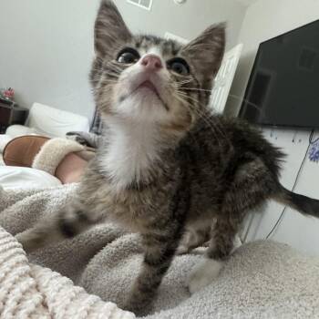 Hairy Potter -  Domestic Short Hair Cat for Adoption in Liverpool, Texas - Hairy Potter | PetCurious