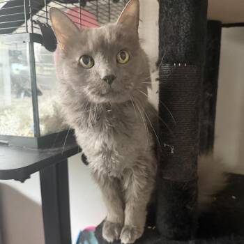 Bahadur Rajah -  Domestic Long Hair Cat for Adoption in Riverwoods, Illinois - Bahadur Rajah | PetCurious