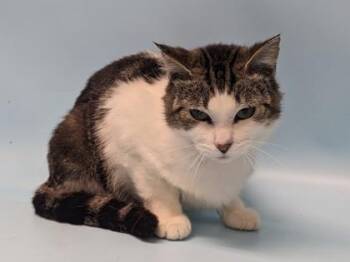 Poppi -  Domestic Short Hair Cat for Adoption in Golden Valley, Minnesota - Poppi | PetCurious