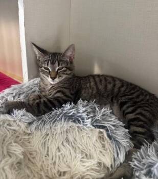 Domestic Short Hair Cats Available for Adoption - Roo | PetCurious