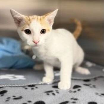 Loomis -  Domestic Short Hair Cat for Adoption in Bullhead City, Arizona - Loomis | PetCurious