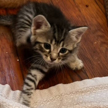 Rescue Domestic Short Hair Cats for Adoption in Austin, Texas - Marlowe 25 | PetCurious