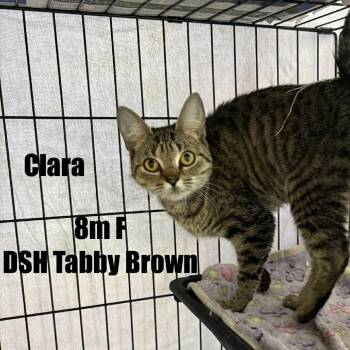 Domestic Short Hair Cats Available for Adoption in Washington, District Of Columbia - Louisa (FKA Clara) | PetCurious