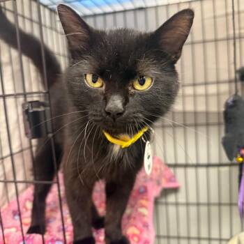 Jane -  Domestic Medium Hair Cat for Adoption in Normal, Illinois - Jane | PetCurious