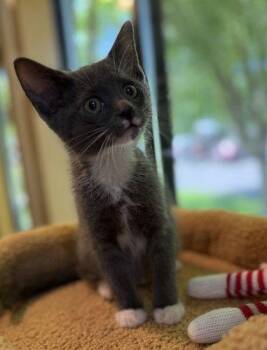 Littlefoot -  Domestic Short Hair Cat Available for Adoption in Midland, Virginia - Littlefoot | PetCurious