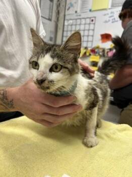 Scarlett -  Domestic Short Hair Cat for Adoption in Athens, Georgia - Scarlett | PetCurious