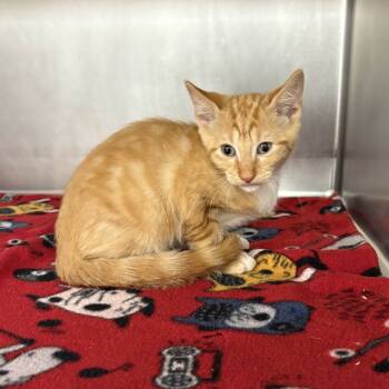 Rescue Domestic Short Hair Cats for Adoption in Beaumont, Texas - Tuk | PetCurious