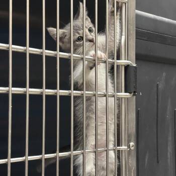 Haiku and Prose -  Domestic Short Hair Cat for Adoption in Worcester, Massachusetts - Haiku And Prose | PetCurious